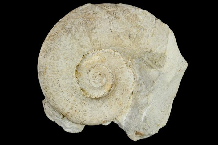 Jurassic Ammonite (Lytoceras) Fossil #117149